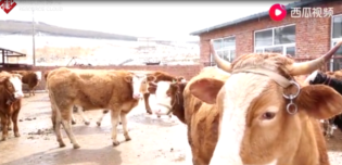 疫情之下的<em>春季</em>動物<em>防疫</em>行動，為<em>畜牧</em>業(yè)發(fā)展保駕護航