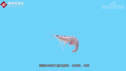 南美白<em>對(duì)蝦</em>介紹