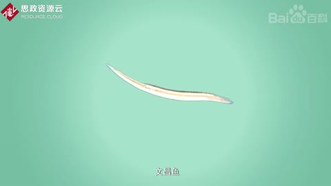 文昌魚——指示脊椎<em>動(dòng)物</em>起源的鑰匙