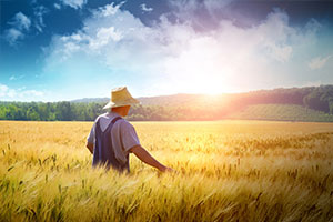 <em>植物保護</em><em>專業(yè)</em>：<em>普通</em><em>植物病理學</em>（植物抗病性）、農業(yè)<em>植物病理學</em>（水稻稻<em>瘟病</em>）——《尋找水稻“癌癥”防治新途徑》<em>課程</em><em>思</em><em>政</em><em>案例</em>