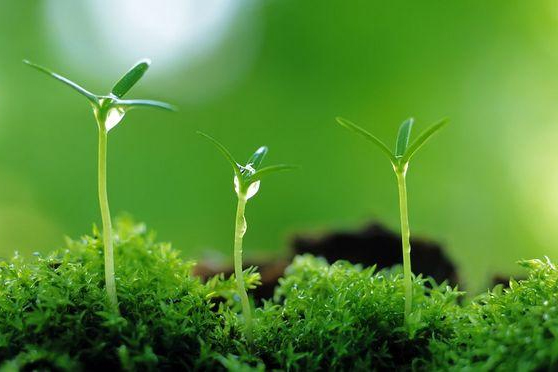 <em>植物保護</em><em>專業(yè)</em>：<em>普通</em><em>昆蟲學(xué)</em>(<em>昆蟲</em>有益<em>的</em>方面)、<em>昆蟲</em><em>分類學(xué)</em>(鱗翅目蠶蛾<em>科</em>)《“非典”期間完成<em>的</em>家蠶基因組框架圖》<em>課程</em><em>思</em><em>政</em><em>案例</em>