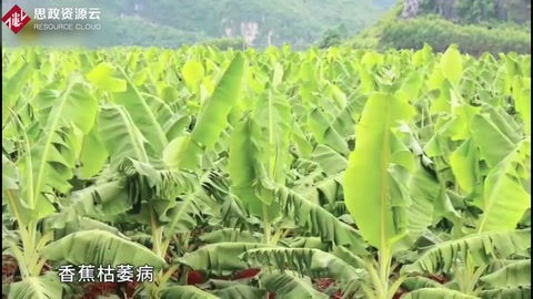 香蕉枯萎病發病原因及癥狀