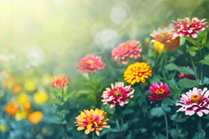 <em>植物保護</em><em>專業</em>：<em>普通</em><em>昆蟲學</em>、<em>農業</em><em>昆蟲學</em>《吳孔明與Bt抗蟲棉》<em>課程</em><em>思</em><em>政</em><em>案例</em>