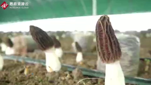 “菌二代”周晴晴——食用菌傳承人