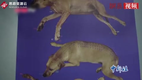 探訪“中獸醫”行業快速興起的背后之道