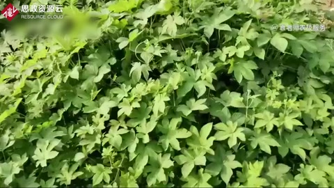草甘膦這五個(gè)<em>除草</em>配方，能解決所有雜草<em>除草</em>難題