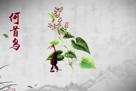 弘揚<em>中醫(yī)藥</em><em>文化</em>,傳播<em>中醫(yī)藥</em>知識：中華<em>本草</em>-何首烏