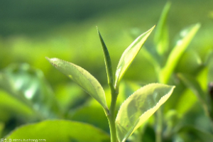 <em>生物科學</em>、農學、園藝等專業：《<em>植物</em><em>學</em>》<em>課程</em><em>思</em>政<em>案例</em>