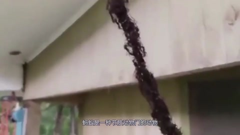 螞蟻的團結性