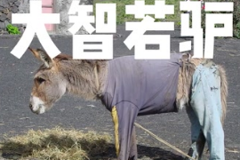 驢：不要再說驢蠢<em>啦</em>，驢子的智慧你難以想象。