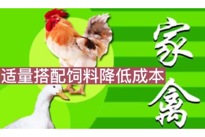 怎樣飼養(yǎng)<em>家禽</em>？才能真正有效地降低<em>養(yǎng)殖</em>成本？