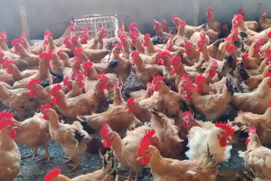 養雞技術，雞光吃料不長肉，輕飄飄<em>的</em>，4個主要原因及解決辦法