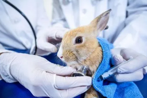 畜牧獸醫專業：《動物藥理—合理處置配伍禁忌，正確開寫醫療處方》課程思政課堂教學設計