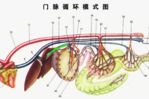 門脈循環<em>模式</em><em>圖</em>