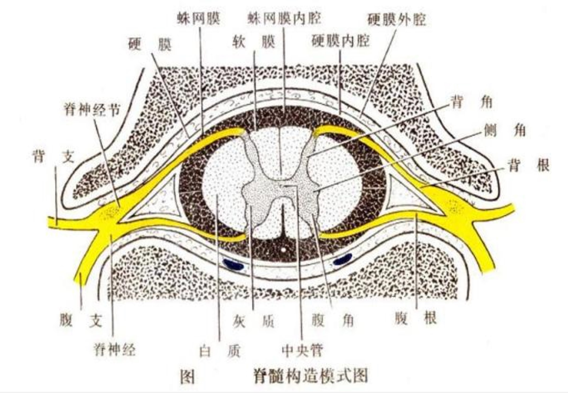 脊髓構造<em>模式</em><em>圖</em>