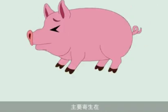 <em>可怕</em><em>的</em>豬囊尾蚴??！