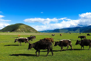 <em>微</em><em>課</em>：<em>畜牧</em><em>獸醫</em><em>專業</em>《科學化母豬生產—妊娠診斷虛擬操練》