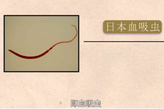 帶您<em>了解</em>復殖目裂體科動物日本血吸蟲