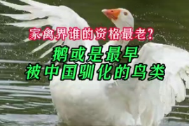 家禽界誰(shuí)的資格最<em>老</em>？研究<em>稱</em>鵝或是最早被中國(guó)馴化的鳥(niǎo)類