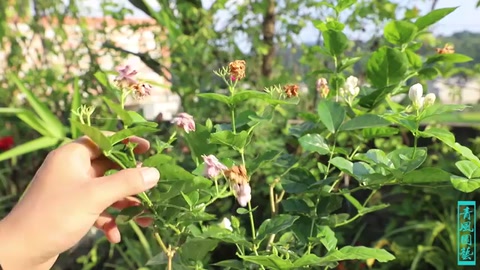 <em>茉莉</em>花大面積黃葉了，最有可能的是這2個原因，太準了
