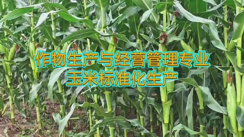 <em>作物</em><em>生產(chǎn)</em><em>與</em><em>經(jīng)營(yíng)管理</em><em>專(zhuān)業(yè)</em>：《玉米<em>標(biāo)準(zhǔn)化</em><em>生產(chǎn)</em>—選用良種》