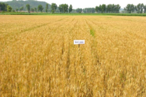 高職種植類<em>專業(yè)</em>《農(nóng)業(yè)氣象—植物或昆蟲某一發(fā)育期預(yù)測》<em>課程</em><em>思</em>政教學(xué)<em>設(shè)計(jì)</em>
