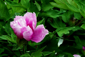 <em>園林</em><em>技術</em><em>專業</em>：《<em>園林</em>花卉—杜鵑<em>花</em>嫁接<em>技術</em>》<em>課程</em><em>思</em>政<em>案例</em>