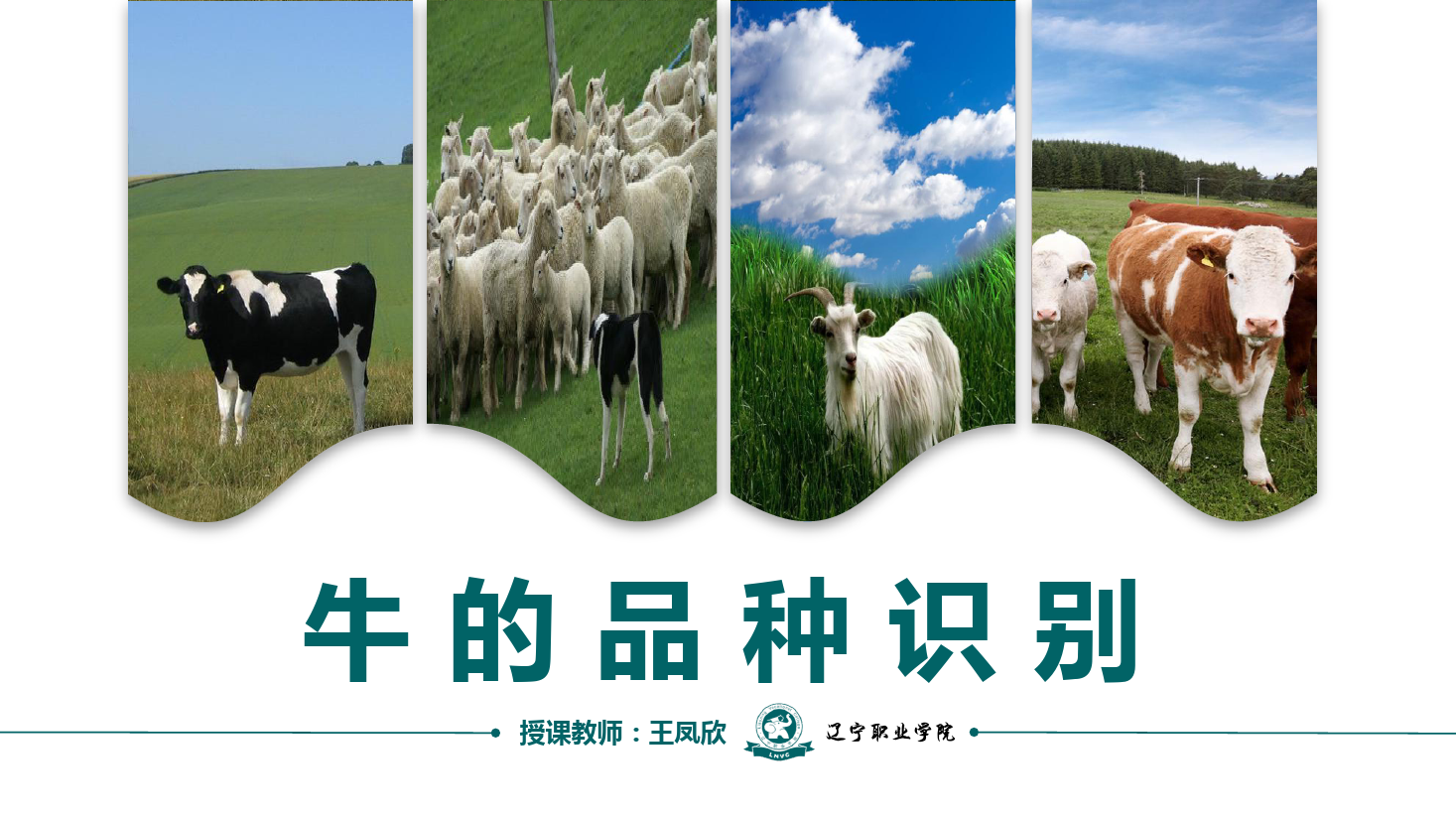 課件：畜牧獸醫(yī)專業(yè)《牛羊生產(chǎn)技術(shù)—牛的品種識別》