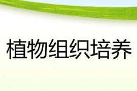 <em>課件</em>：綠色生物制造<em>技術(shù)</em><em>專(zhuān)業(yè)</em>《<em>植物</em><em>組織培養(yǎng)</em>》