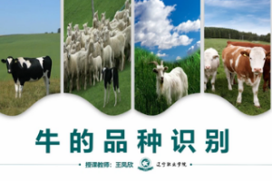 微課：畜牧獸醫(yī)專業(yè)《牛羊生產(chǎn)技術(shù)—牛的品種識別》