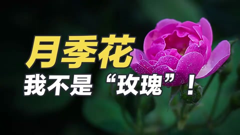 月季花：我不是“玫瑰”！
