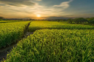 <em>課程標準</em>：<em>生態</em><em>農業技術</em>、<em>現代</em><em>農業技術</em><em>專業</em>《農作物栽培技術》<em>課程標準</em>