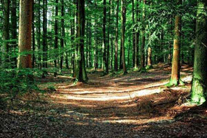 <em>林業</em><em>技術</em><em>專業</em>：高職《森林經營<em>技術</em>》<em>課程</em><em>思</em>政教學改革探索