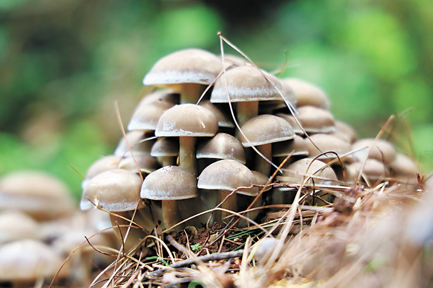 <em>林業</em><em>技術</em><em>專業</em>：《食用菌栽培<em>技術</em>—菌香蘊匠心—食用菌栽培中的<em>思</em><em>政</em>育人實踐》<em>課程</em><em>思</em><em>政</em><em>案例</em>
