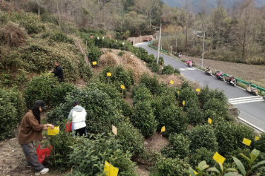 黃山黟縣：小小“黃板”護茶園 綠色防控助振興