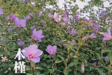 木槿：朝開暮落復(fù)朝開